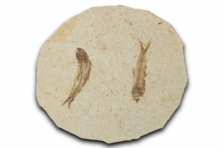 Fossil Fish (Knightia) Mortality Plate - Wyoming #339028